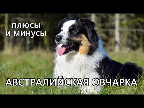 АВСТРАЛИЙСКАЯ ОВЧАРКА. Плюсы и минусы породы аусси