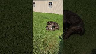 Shai Takes Down Casper - Around 1 Year Old Here