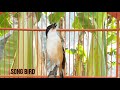 Pastikan Cendet Diem Anda Gacor Ngeplong Dengar Masteran Kicau Super Merdu Ini Mp3 - Mp4 Download