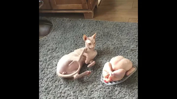 Watch the video about Sphynx chicken dance