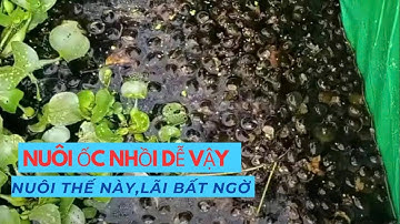 Nuôi Ốc Nhồi Trong Bể – Mô Hình Ít Vốn, Lãi Đều