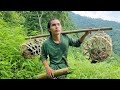 Full  400 days of survival boar trap wild chicken survival alone survival instinct