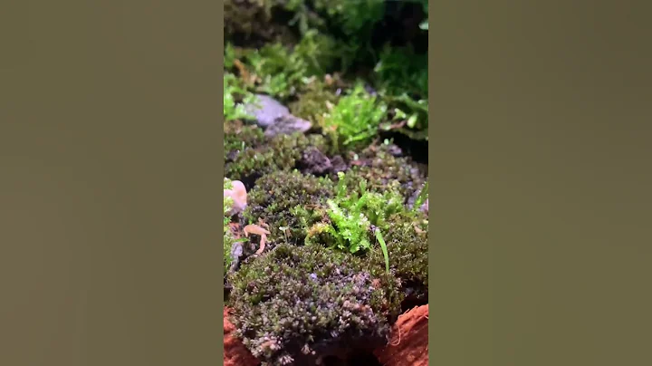Little forest
