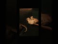 cute cat fight #cats #catlife #catshorts #cat #petshorts #pet #kitten #kittenlove #song #songs