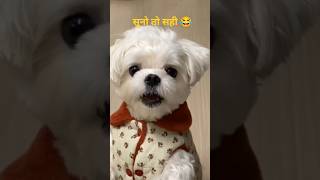 🐕 लास्ट तक देखें 🔥 किसी को मत बताना 😇#comedytime #puppy #viraljokes