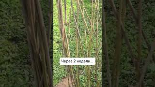 Источник: https://vk.com/wall-236062016_332