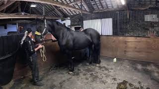 Live Doutzen session with Rachel Hamer - Head to Tail Chiropractic