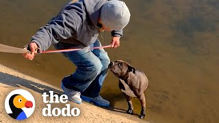 Pittie Rescued from Canal Turns Into a Big Chubby Baby | The Dodo Pittie Nation