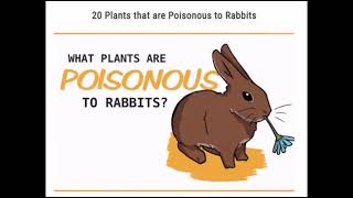Backyard Rabbitry | What plants are poisonous to rabbits?