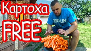 Картопля FREE! Хрусткий та смачний рецепт!