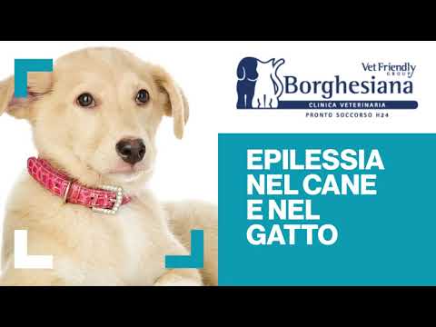 Video: Raccomandazioni Della Task Force Internazionale Sull'epilessia Veterinaria Per Il Campionamento E L'elaborazione Sistematici Di Cervelli Da Cani E Gatti Epilettici