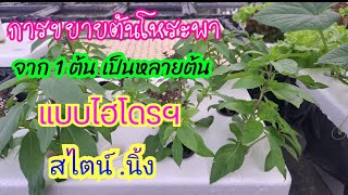 🌱การขยายต้นโหระพา 1 ต้นเป็นหลายต้นแบบไฮโดรโปนิกส์🌱#Ekkalak fram #ต้นโหระพา