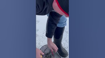 Checking the minnow trap. #maine #fathersontime #fishing #shortvideo #icefishing #minnows