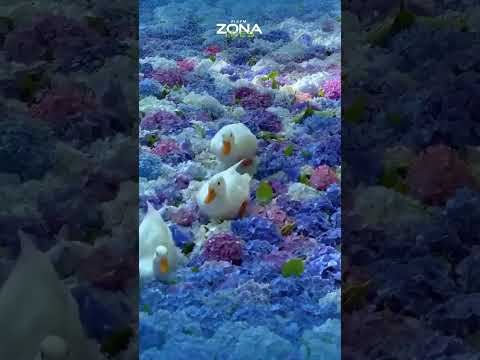 📷 Patos pasean sobre pétalos de hortensia en Japón