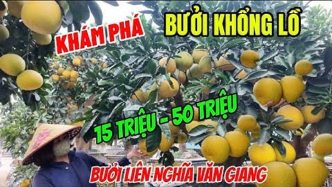 Đột Nhập Vườn Bưởi Khủng Nhất Văn Giang Hưng Yên, 15000k - 30000k Một Cây Bưởi Siêu To Khổng Lồ