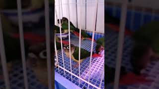 Parrots Are Very Smart, Funny And Very Good, Really Great Ep844