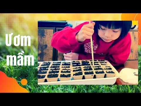 Ươm mầm cùng Minchan| Seeding with Minchan| Spring in Japan #minchanchannel