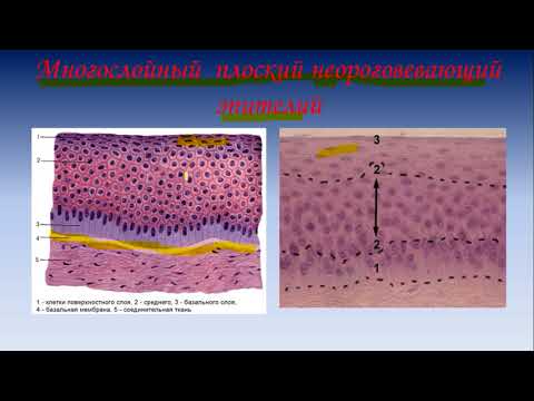 Строение клетки и тканей  Гистология (ЗБМК)
