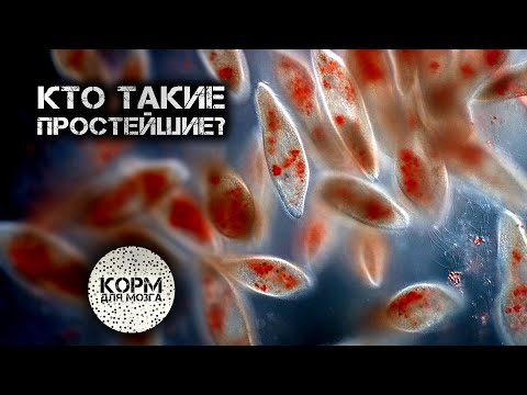 Кто такие простейшие?