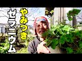 人をダメにするゼラニウム買ってみた【園芸超人カーメン君】