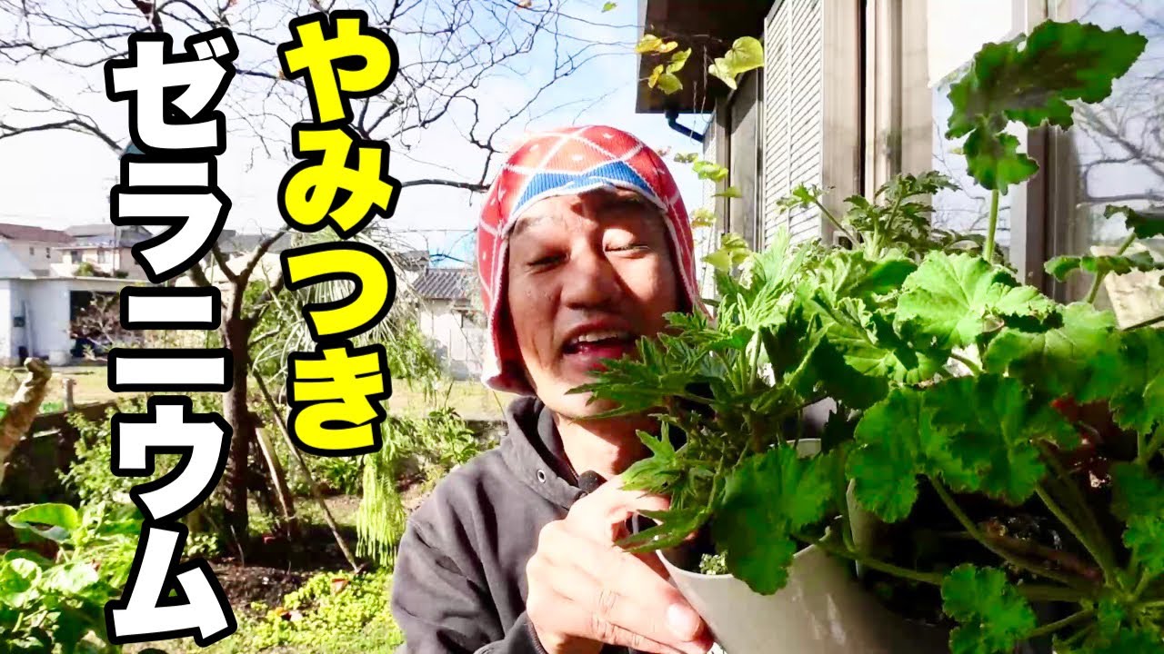 人をダメにするゼラニウム買ってみた【園芸超人カーメン君】