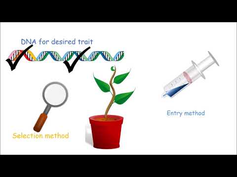 Thumbnail for the embedded element &quot;How to Make a Genetically Modified Plant&quot;
