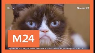 Владелица Grumpy cat отсудила 700 тысяч долларов Владелица Grumpy cat отсудила 700 тысяч долларов