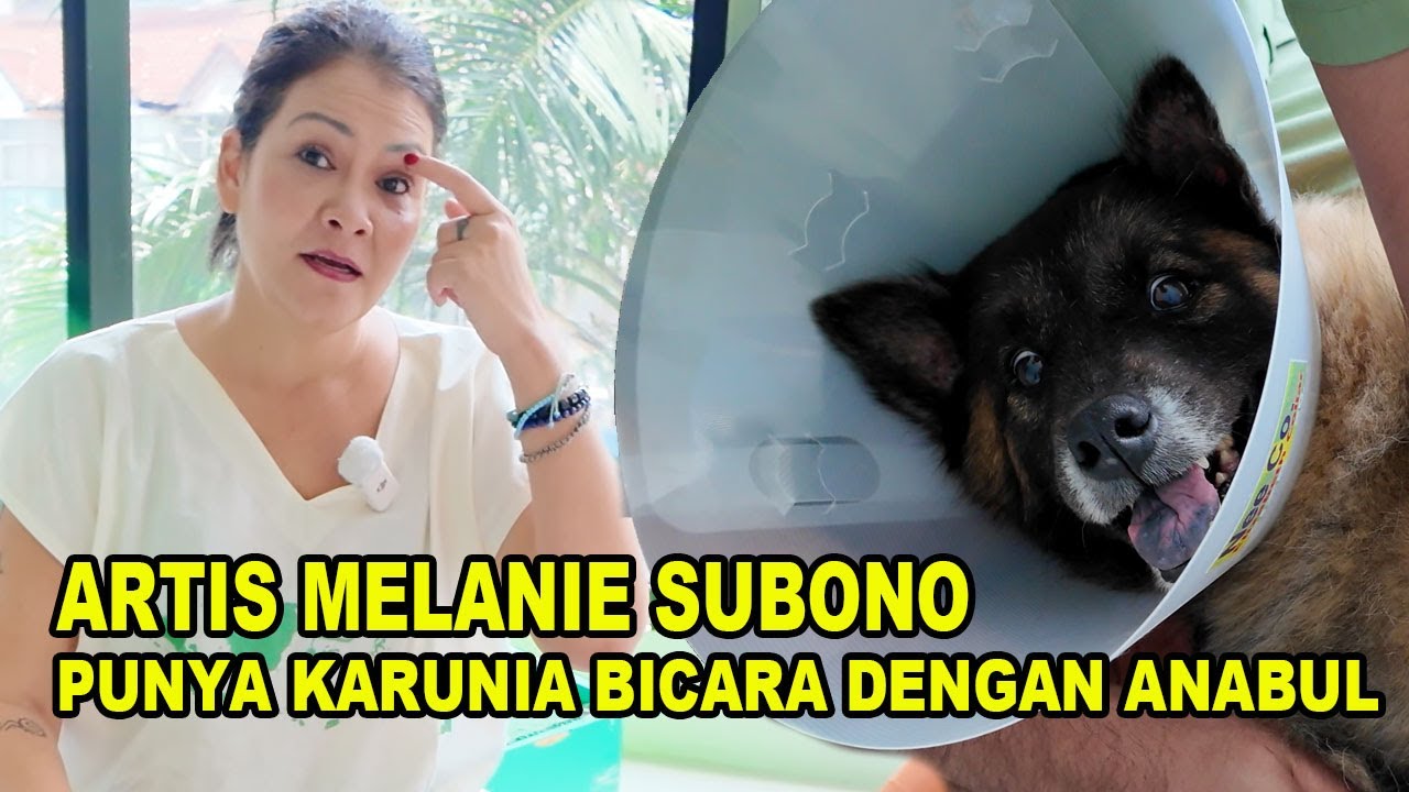 Artis Melanie Subono Bisa Komunikasi Dengan Anabulnya