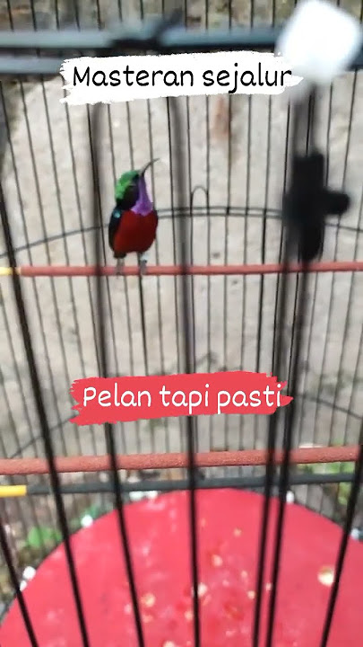 Kolibrininja ful nembak #cililin #konin#koninklijkeluchtmacht #conin #burung#burunglucu #burungkecil