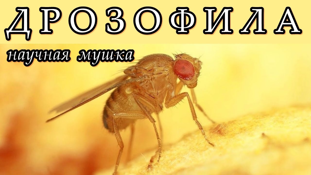 ДРОЗОФИЛА - Научная мушка