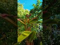 With the amount of bird singing, you would think to see one pass by. #buds #miami #orchids #birds