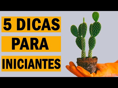 Vídeo: Em Que Solo Um Cacto Deve Ser Plantado