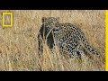 Leopard stalks an impala  savage kingdom