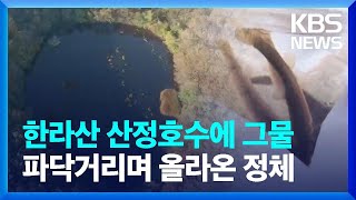 한라산 산정호수에 그물파닥거리며 올라온 정체 / KBS  2023.10.10.