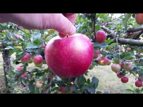Видео: Изравнени клони на ябълково дърво
