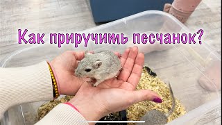 КАК ПРИРУЧИТЬ ПЕСЧАНОК ?