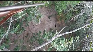 Cutia E Zabelê Na Selva De Mandioca