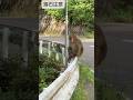 cute monkey chillin out on a hot summer day 🐒#ytshorts