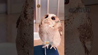 Jangan Pernah Cari Telinga Burung Hantu! 😱 Fakta Uniknya Bikin Kaget #Shorts #BurungHantu