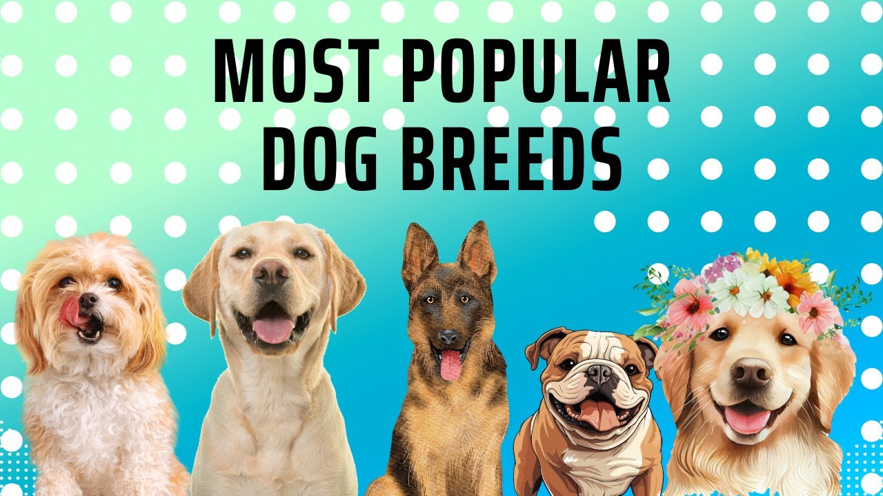 TOP 5 MOST FAMOUS DOG BREEDS dogs top top5 most famous animals top-5-most-famous-dog-breeds-dogs-top-top5-most-famous-animals