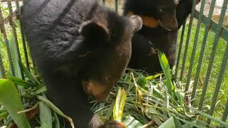 Free the Bears rescue mission in Laos