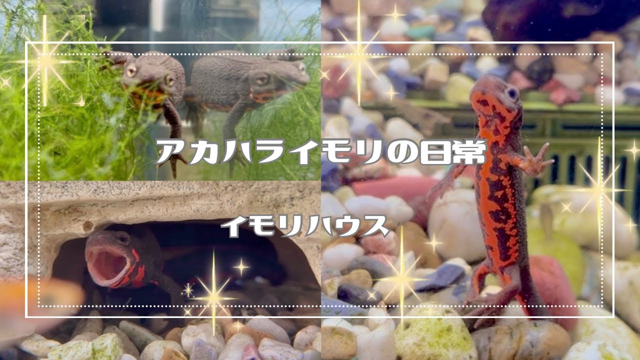 ✲混泳水槽のにぎやかさと馴れ合い。#アカハライモリの日常