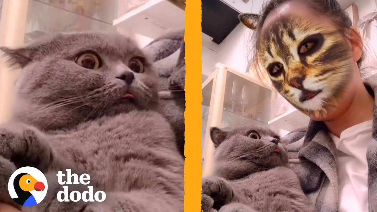 Cats reacting to a cat filter : r/funny