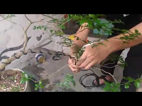 Pembentukan bonsai jeruk kingkit - YouTube