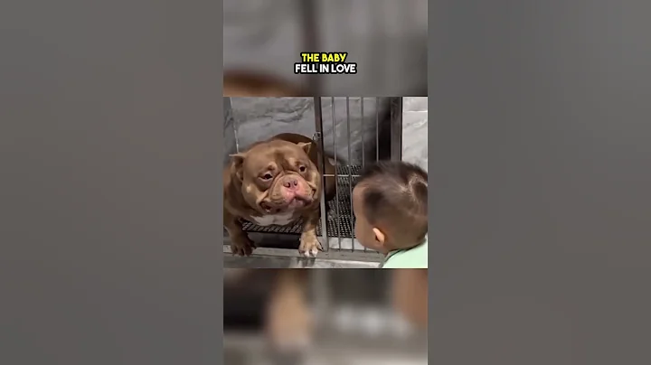 Nobody Wanted to Adpot This Pitbull but then This Happened 😲❤️