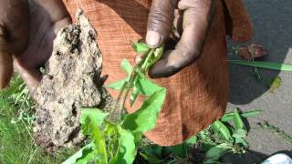 Tertiary Ingredients Of Cia Siamea Formulations Pankaj Oudhias Medicinal Plant Database