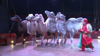Гастроли цирка «Dziva» в Солигорске