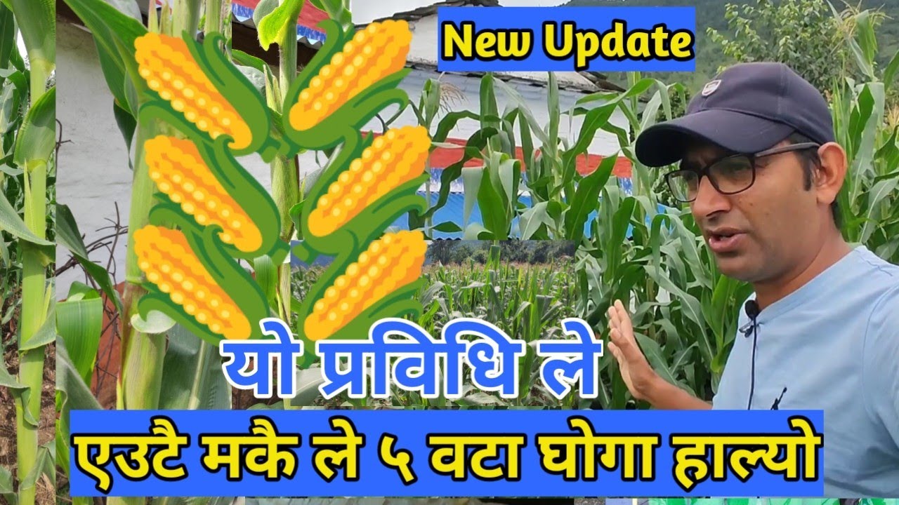 झार मरी सके पछि एउटै मकै ले ५ वटा सम्म घोगा हाल्यो || आधुनिक मकै खेती || Corn Farming