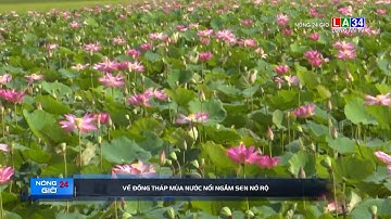 Về Đồng Tháp mùa nước nổi ngắm sen nở rộ | LONG AN TV