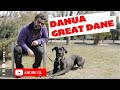 Köpek Irkları - Danua, Great Dane の動画、YouTube動画。